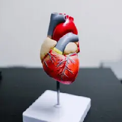 Cardiovascular wellness support