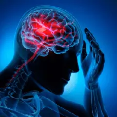 Circulatory wellness support